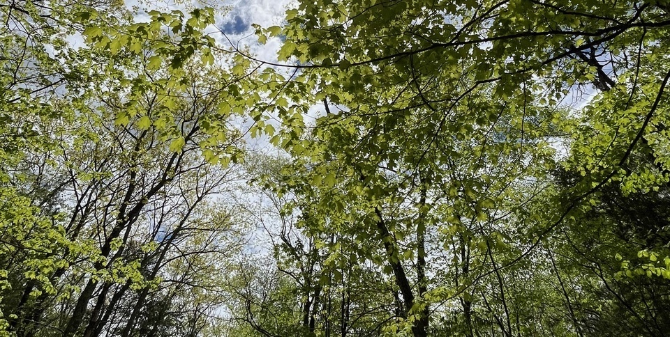 Forest Bathing with Todd Lynch - April 19